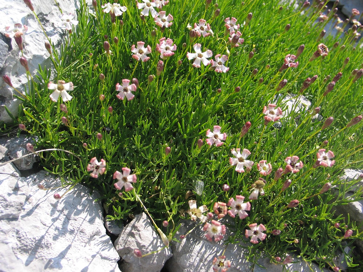 Silene Saxifraga silene-saxifraga